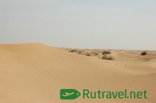 Сафари в Дубае