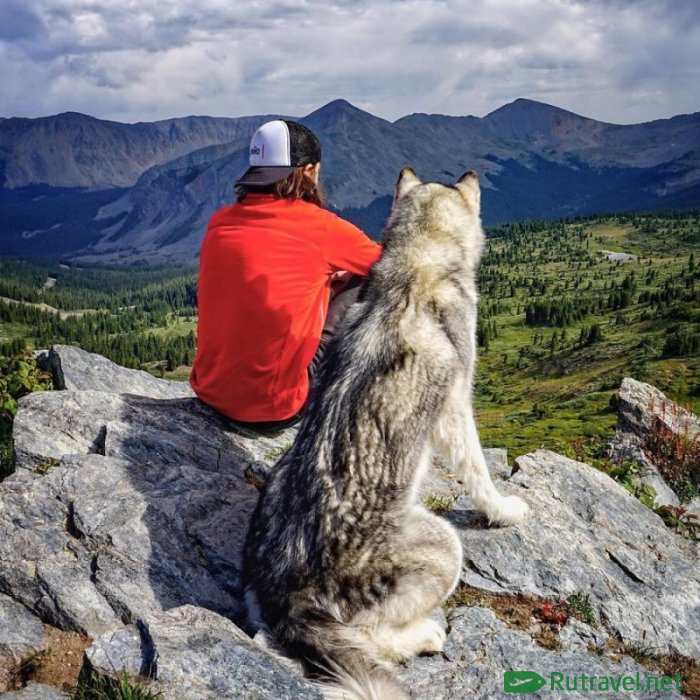 Путешествовать вместе с собакой