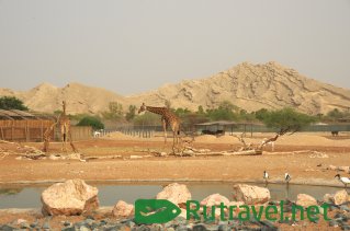 Зоопарк в Аль-Айне